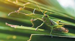 Un specie animale su otto sparir&agrave; in pochi decenni