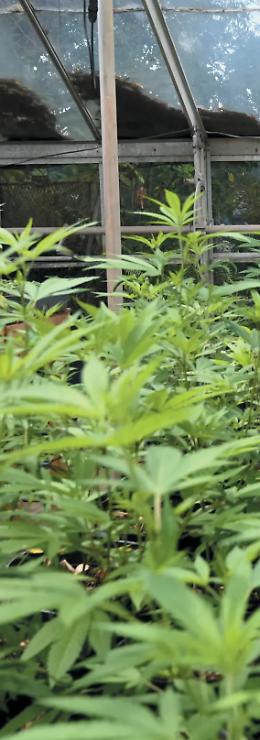 California: i detenuti possono avere una modica quantit&agrave; di cannabis