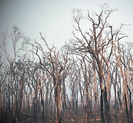 Come Bolsonaro sta regalando l&rsquo;Amazzonia all&rsquo;agro- business