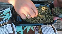 Cassazione: &egrave; reato vendere cannabis con efficacia drogante