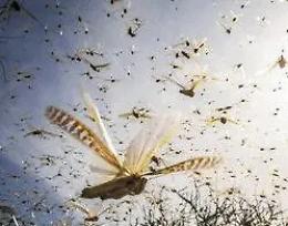 Africa, invasione di locuste. &laquo;&Egrave; come un&rsquo;Apocalisse&raquo;