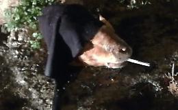 Calabria, grave intimidazione ad un avvocato: auto incendiata e testa mozzata di una capra