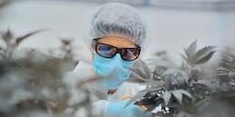 Cannabis terapeutica, divieto di spedizione e limiti alle farmacie