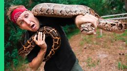 In Florida arrivano gli hamburger di pitone, ma per salvare l'ambiente