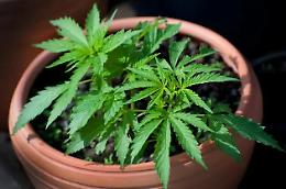 Cannabis legale: sul web &egrave; boom di sottoscrizioni per il referendum