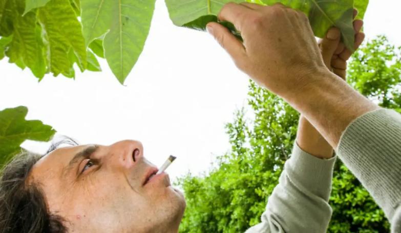 "Io, sopravvissuto grazie alla marijuana"