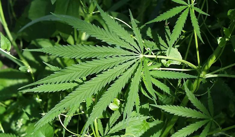 Quel che serve &egrave; la legalizzazione condizionata delle droghe leggere