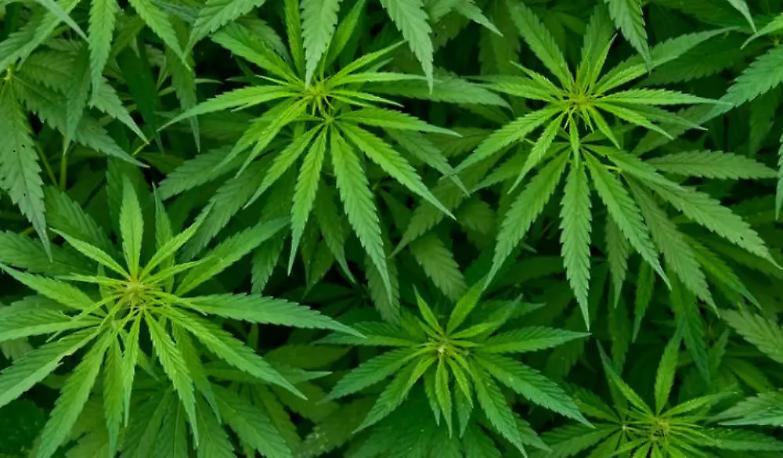 Venerd&igrave; sar&ograve; processata ma... continuo a coltivare cannabis