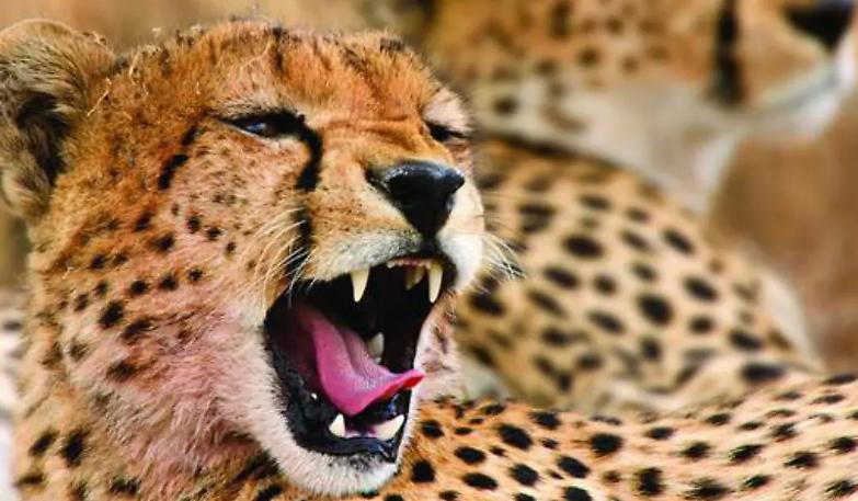 Il Wwf: &laquo;Due terzi di fauna selvatica estinta nel 2020&raquo;