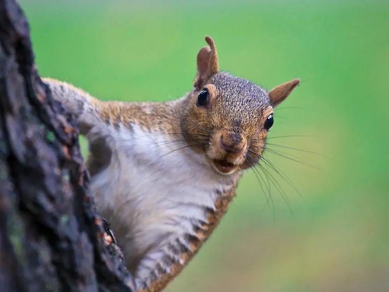 Le intercettazioni? Sarebbero segrete...