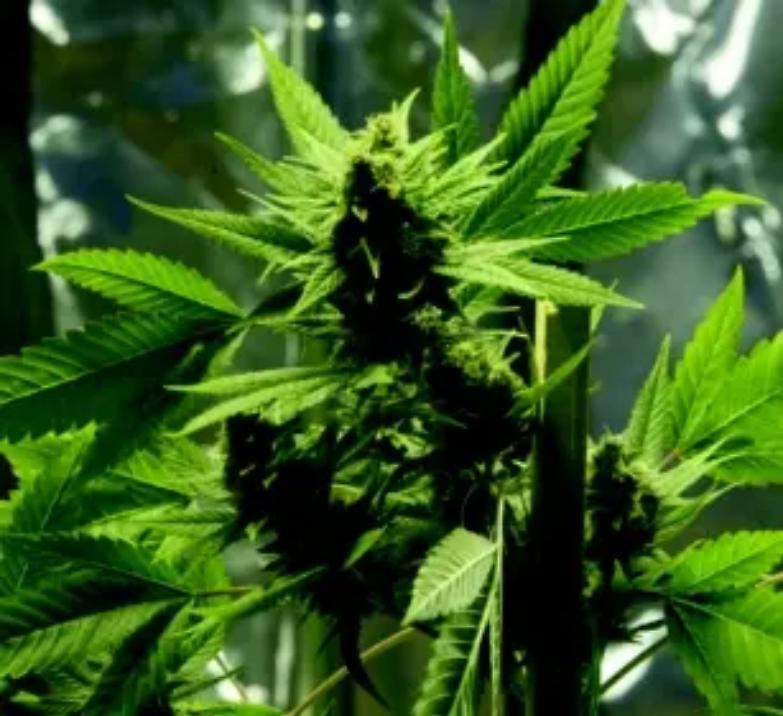 Condannato per 3 piante di cannabis, ora chiede la grazia a Mattarella