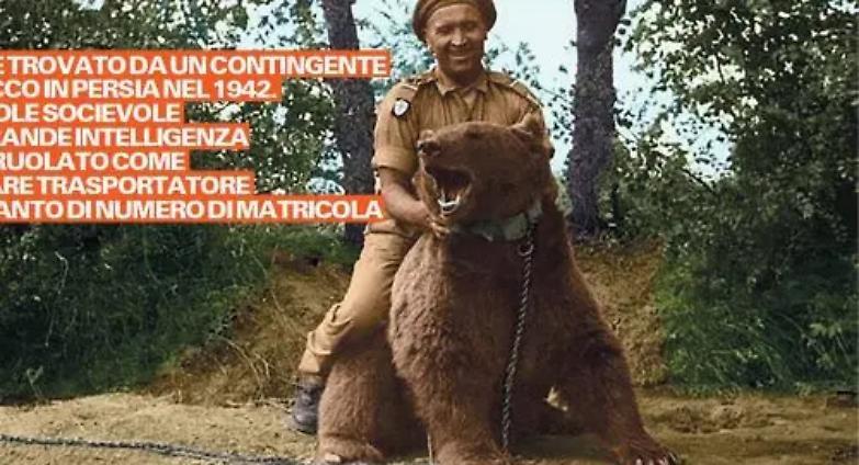 Wojtek l&rsquo;orso soldato che ha combattuto i nazisti a Cassino
