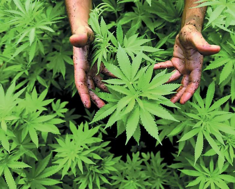 Cannabis light, una sentenza potrebbe mandare tutto in fumo