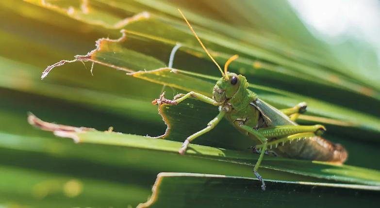 Un specie animale su otto sparir&agrave; in pochi decenni