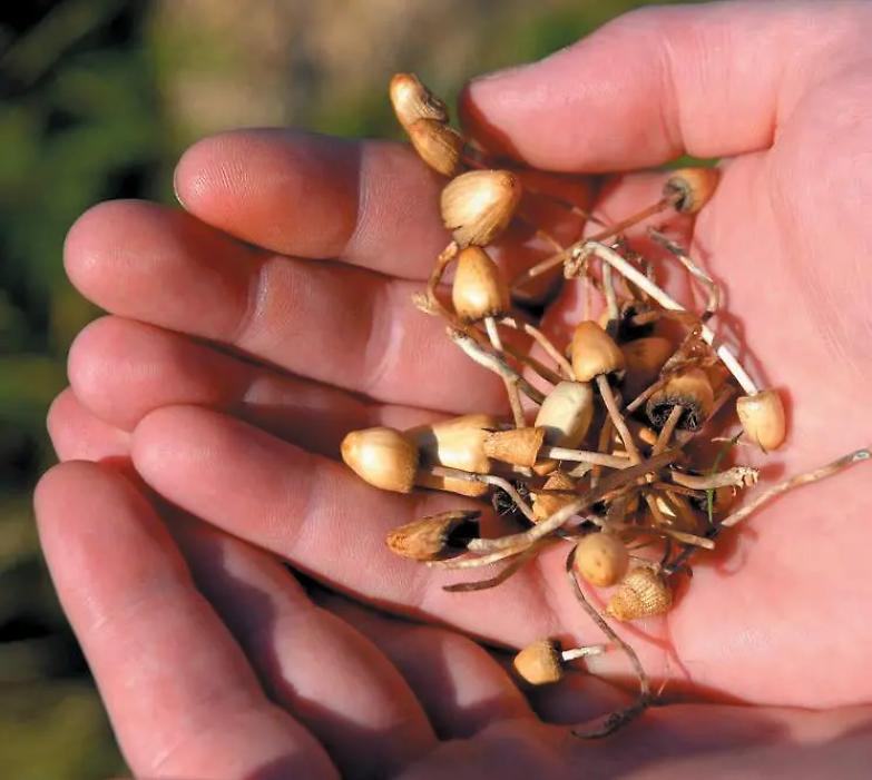 Stupefacente Denver: legali i funghi allucinogeni