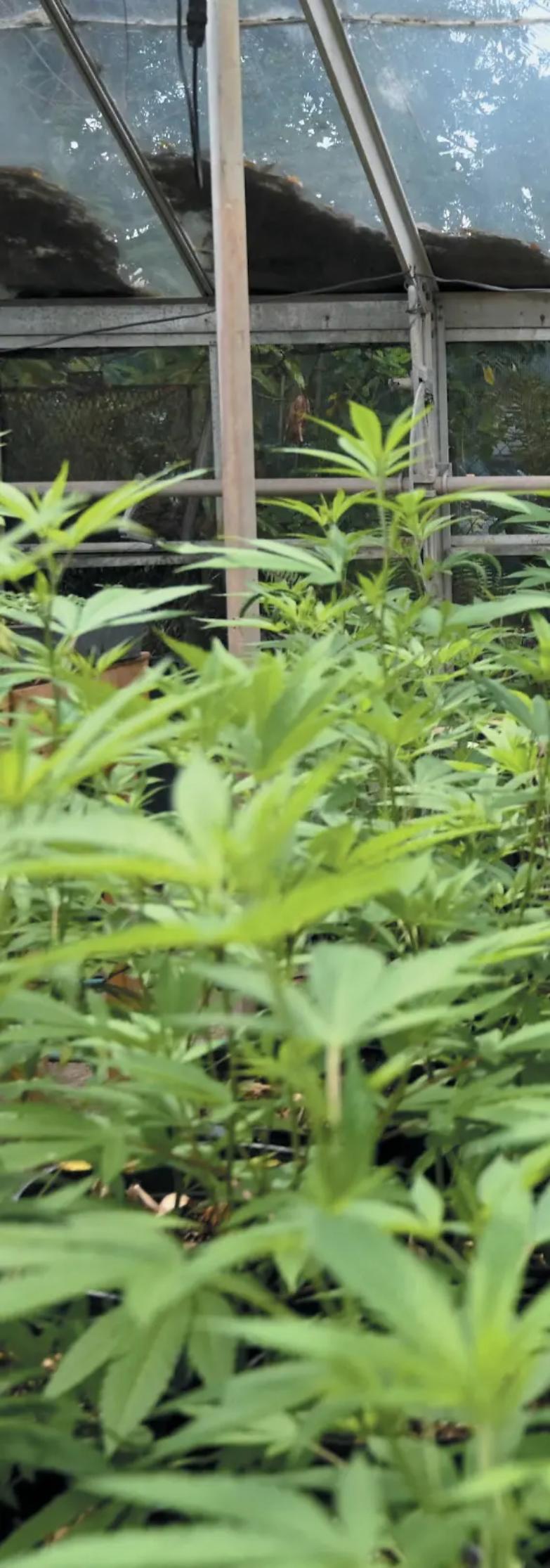 California: i detenuti possono avere una modica quantit&agrave; di cannabis