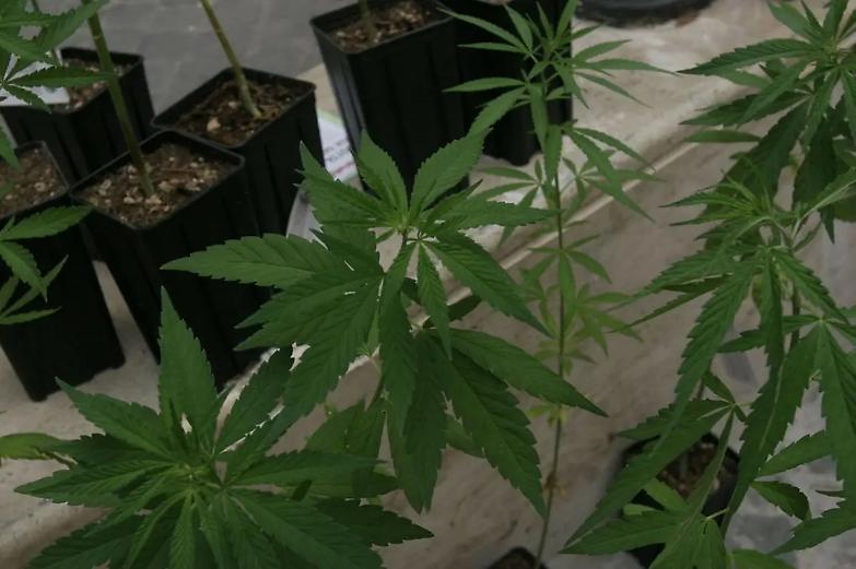 Cannabis light illegale: le motivazioni della Cassazione