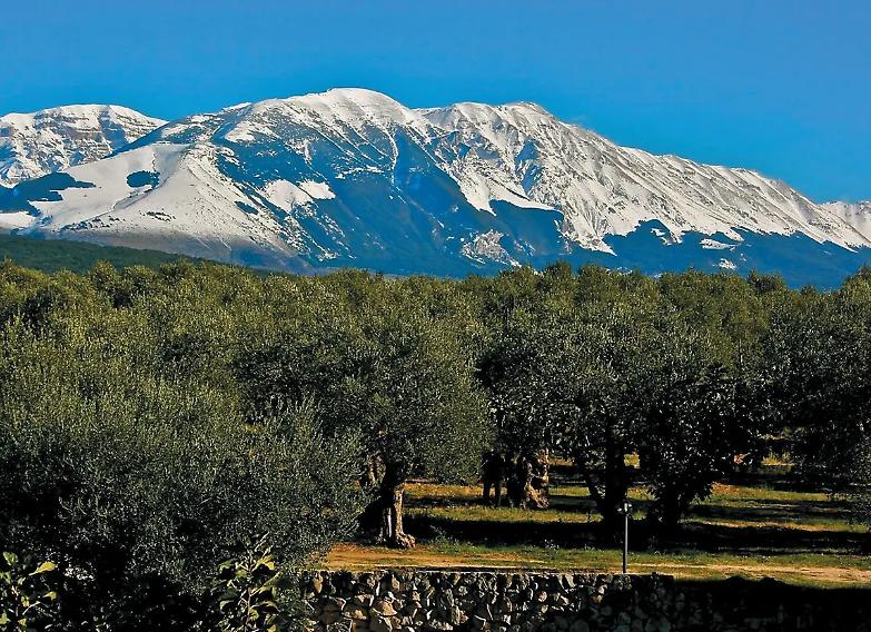 Il clima cambia anche la tavola. Ulivo ai monti, avocado al Sud