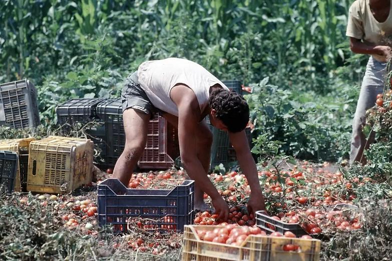 Foggia, vita da braccianti tra minacce e violenze