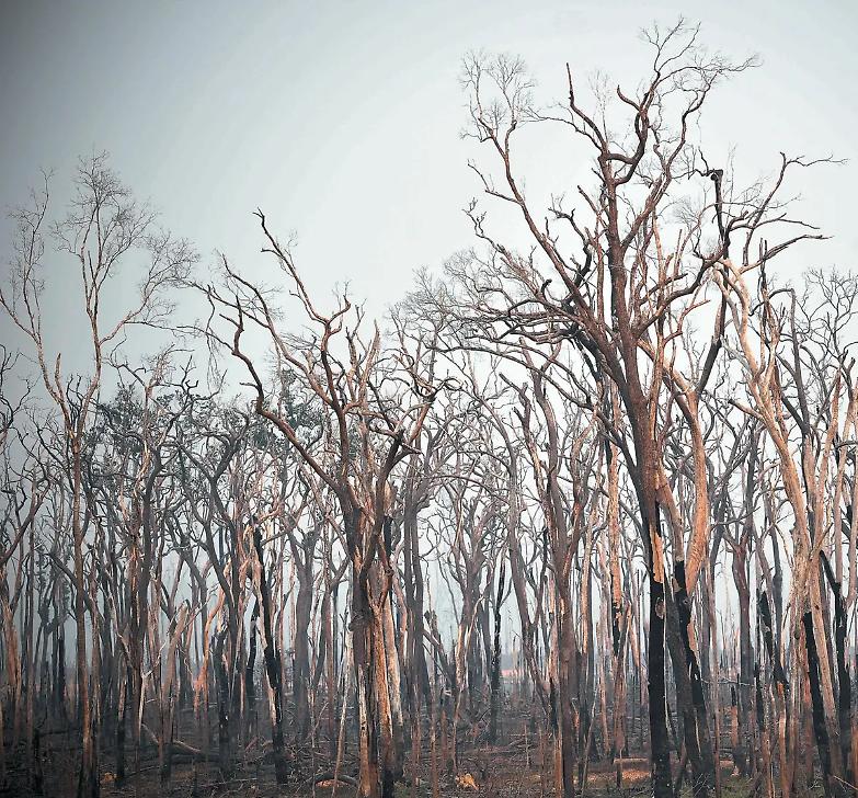 Come Bolsonaro sta regalando l&rsquo;Amazzonia all&rsquo;agro- business