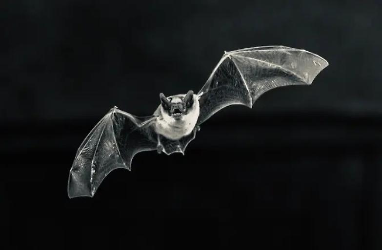 No, la pandemia non &egrave; una vendetta della natura contro di noi