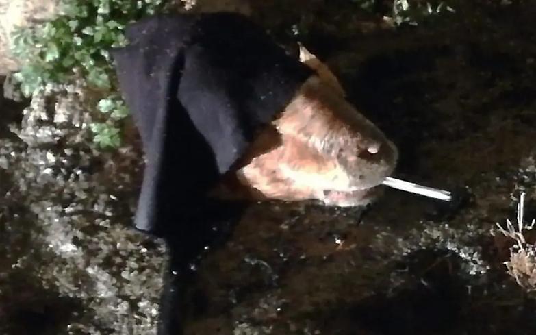 Calabria, grave intimidazione ad un avvocato: auto incendiata e testa mozzata di una capra