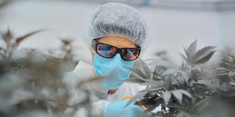 Cannabis terapeutica, divieto di spedizione e limiti alle farmacie