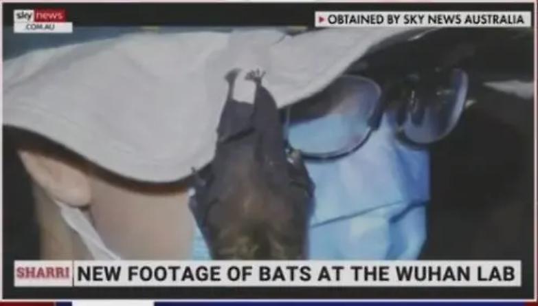 Wuhan, pipistrelli vivi nel laboratorio: spunta il video