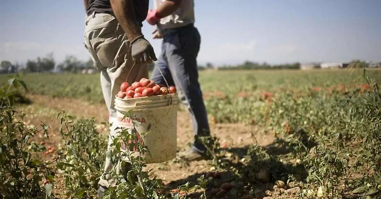 Puglia, Emiliano vieta il lavoro sotto il sole dalle 12.30 alle 16