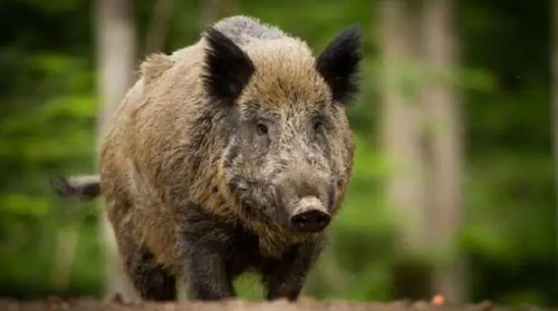 Investe un cinghiale in strada: &ldquo;Ora paga&rdquo;. L&rsquo;incredibile processo a Terni