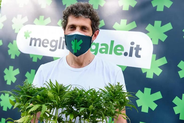 Cannabis, primo via libera. Ora si va in Aula