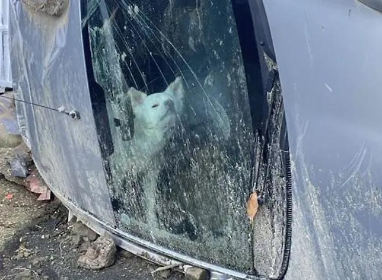 La storia del cane Yuki, salvo dopo tre giorni: "Aspettava i padroni chiuso in auto"