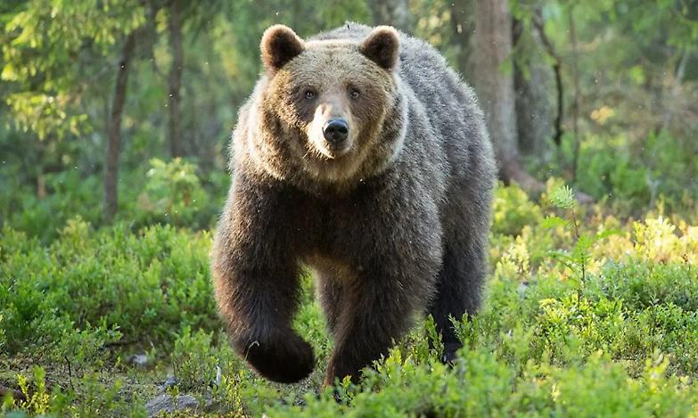 Ucciso da un orso, il Tar di Trento: &laquo;Jj4 non deve essere abbattuta&raquo;