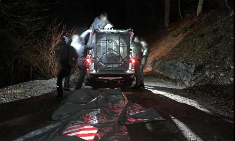 Catturata nella notte Jj4, l&rsquo;orsa che ha ucciso il runner in Trentino