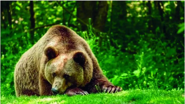 Il ministro Pichetto: &ldquo;L&rsquo;orsa Jj4 va abbattuta&rdquo;. Ma i veterinari si ribellano