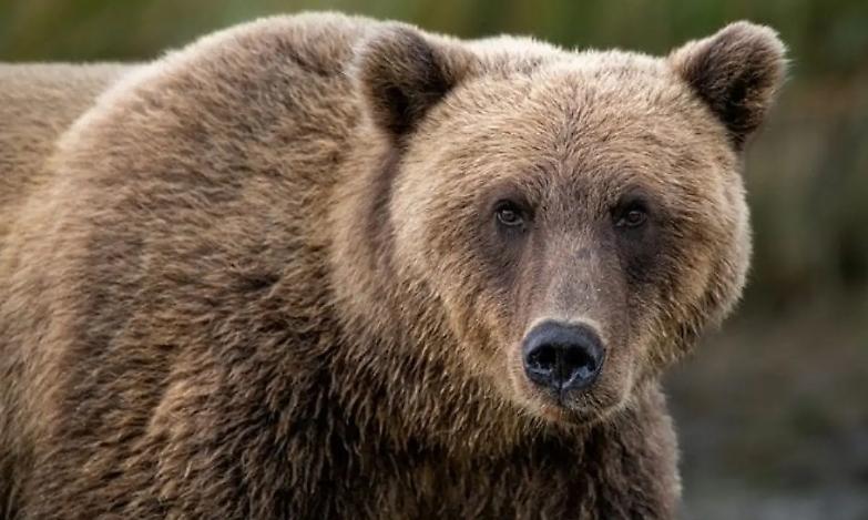 Trentino, la procura indaga sulla morte dell&rsquo;orso M62: ipotesi bracconaggio