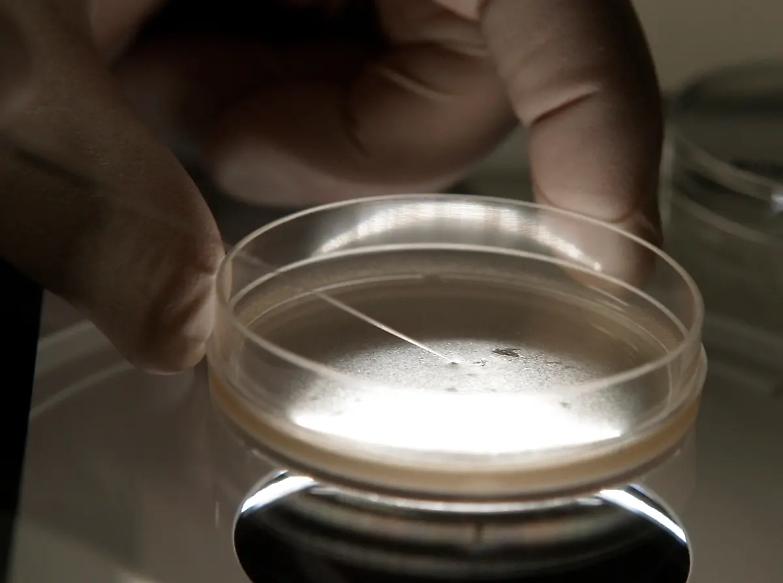 &laquo;Embrioni sintetici per creare la vita? Siamo ancora lontani...&raquo;