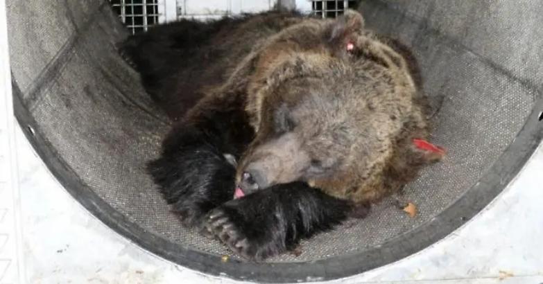 Trento, il Consiglio di Stato accoglie il ricorso degli animalisti: &laquo;Gli orsi JJ5 e MJ5 sono salvi&raquo;