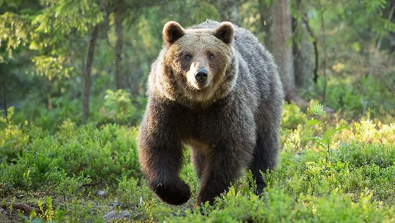 Uccisa l&rsquo;orsa Amarena: &ldquo;Colpa del clima d&rsquo;odio&rdquo;