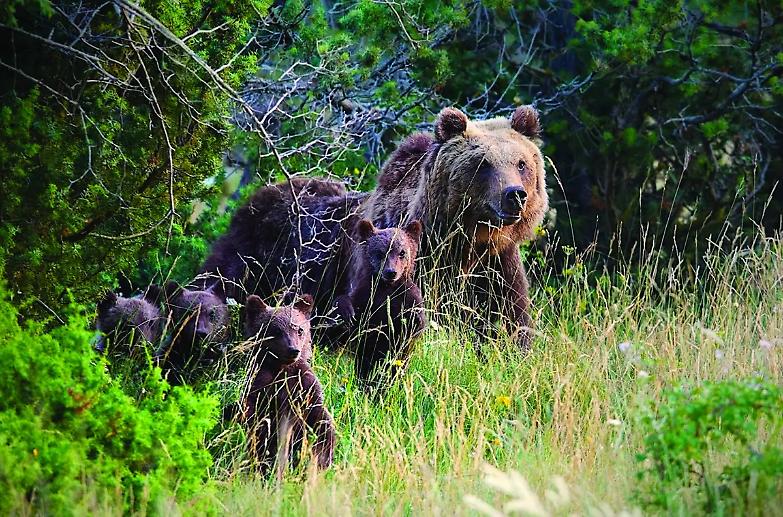&laquo;Orsa Amarena, no ai giustizieri fai da te: &egrave; barbarie&raquo;
