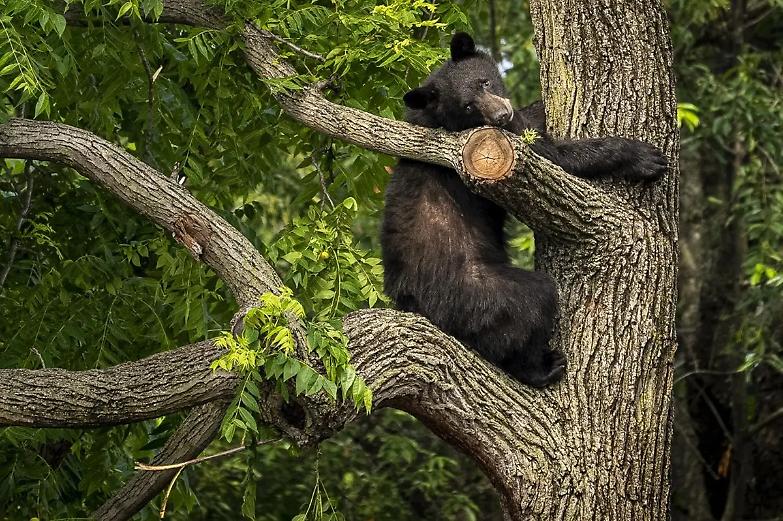 Quella partita sulla pelle degli orsi condannati dalla politica e assolti dai giudici
