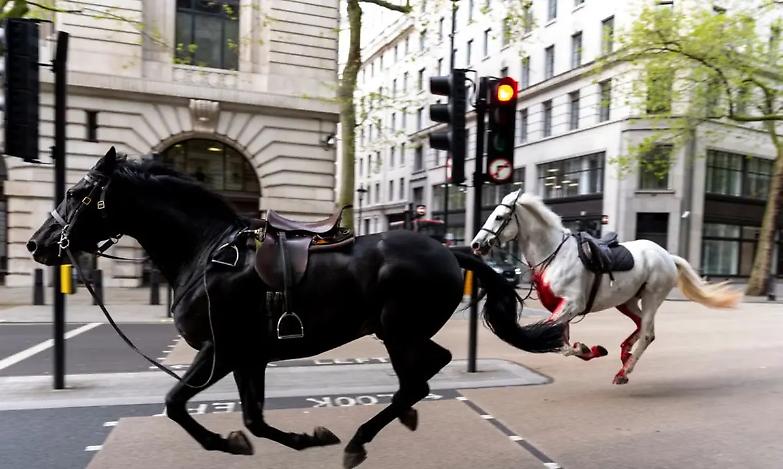 Cavalli della casa reale in fuga nel centro di Londra, caos e panico nelle strade