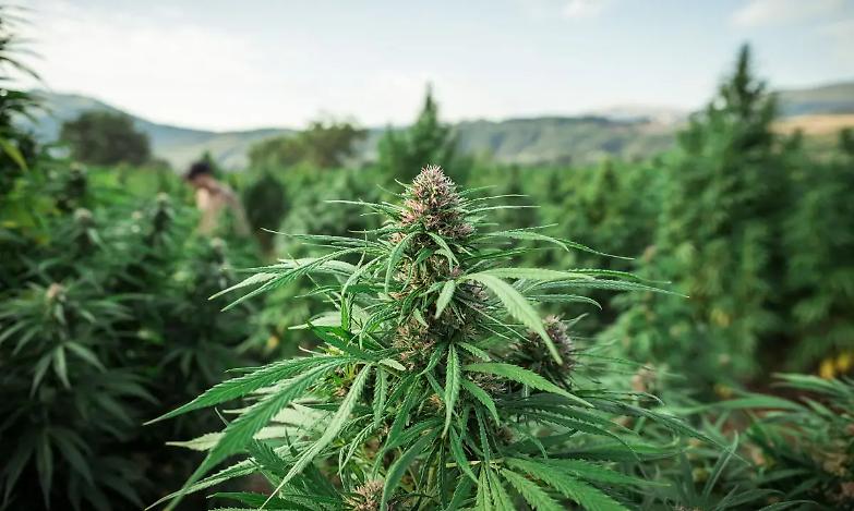 Stop alla lavorazione e cessione della cannabis light, emendamento del Governo nel Dl sicurezza