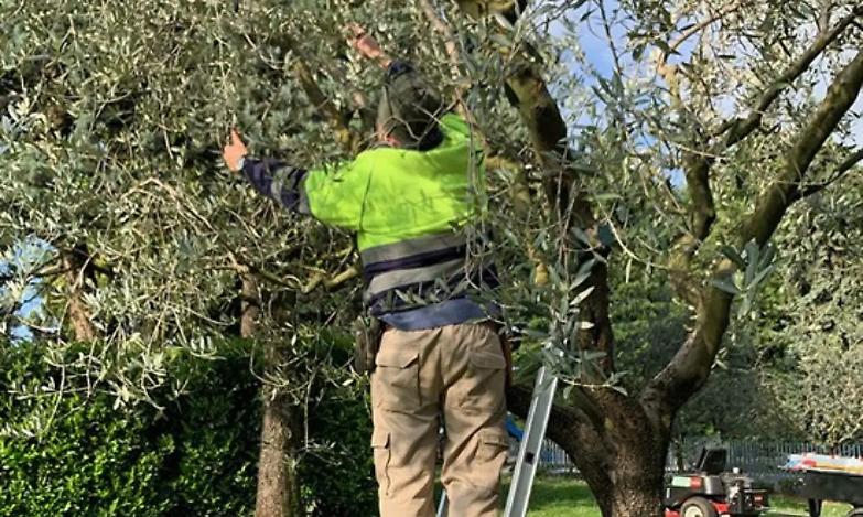 Coglie la frutta per un&rsquo;amica e cade dalla scala, no al risarcimento