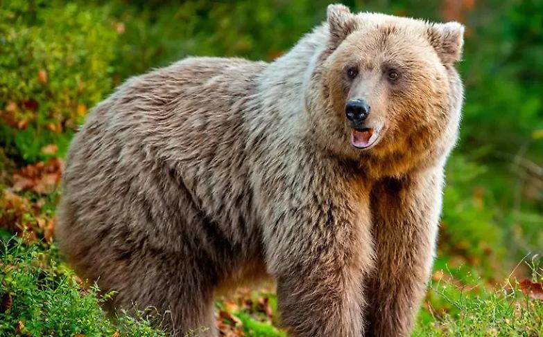 &laquo;L&rsquo;uccisione di KJ1 &egrave; uno sfregio nei confronti di tutti i cittadini italiani&raquo;