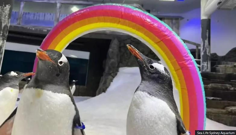 Addio al pinguino Sphen, icona gay dello zoo di Sidney