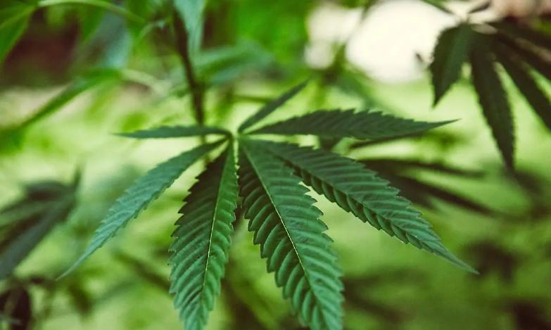 Cannabis light sotto attacco, a rischio migliaia di lavoratori