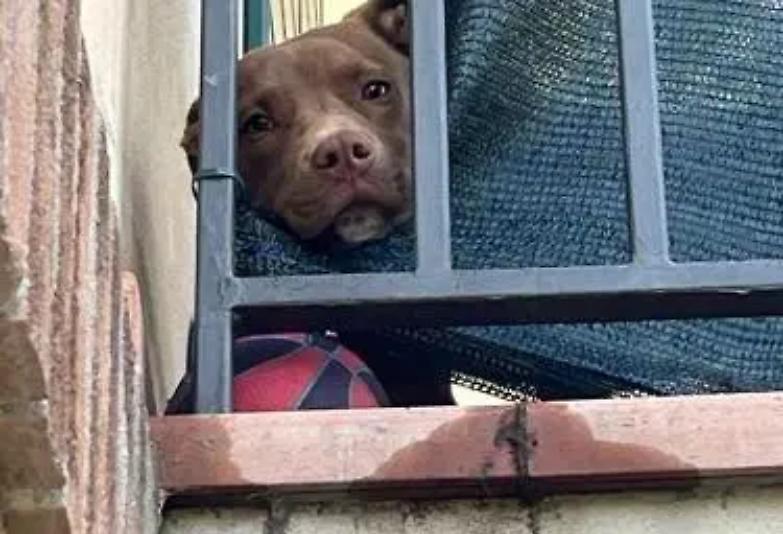 Il pitbull Diego e l&rsquo;umanit&agrave; &ldquo;alterna&rdquo; delle nostre leggi