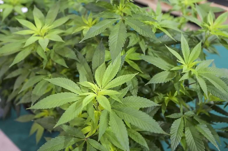 Cannabis light: l&rsquo;art. 18 in esame alla Consulta per incostituzionalit&agrave;